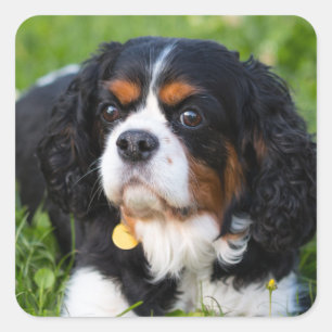 Tri Colour Cavalier King Charles Spaniel Dog Square Sticker