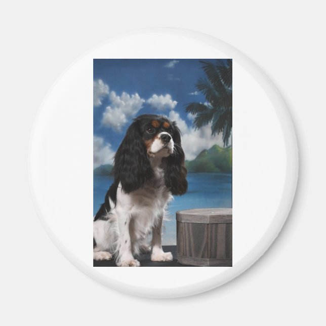 Tri colour Cavalier King Charles Spaniel Magnet (Front)