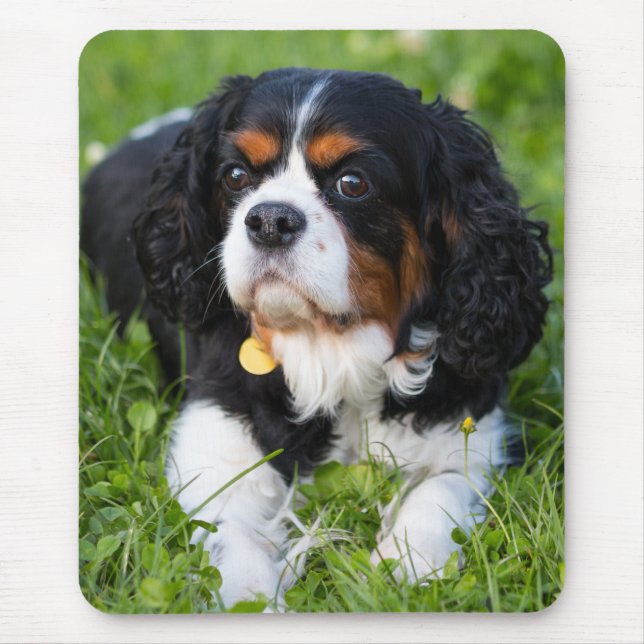 Tri Colour Cavalier King Charles Spaniel Puppy Dog Mouse Mat (Front)