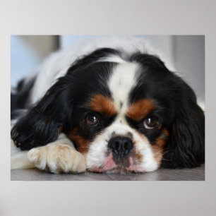 Tri Colour Cavalier King Charles Spaniel Puppy Dog Poster