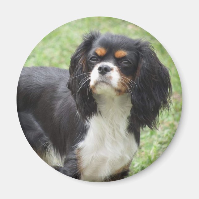 Tri Colour Cavalier King Charles Spaniel Puppy Magnet (Front)
