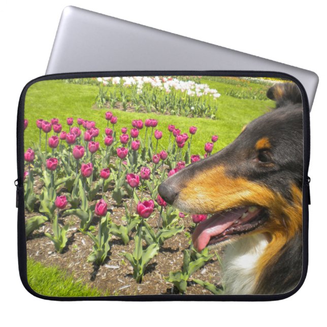 Tri Colour Collie N Tuips Laptop Sleeve (Front)
