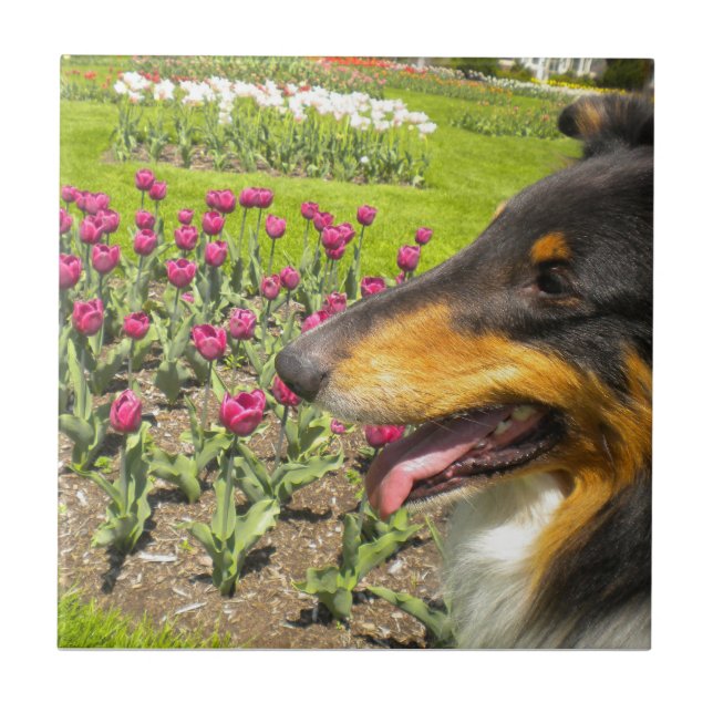 Tri-colour Collie N Tulips Tile Trivet (Front)