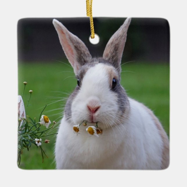 Tri Colour Dutch Dwarf Mini Bunny Rabbit Ceramic Ornament (Front)