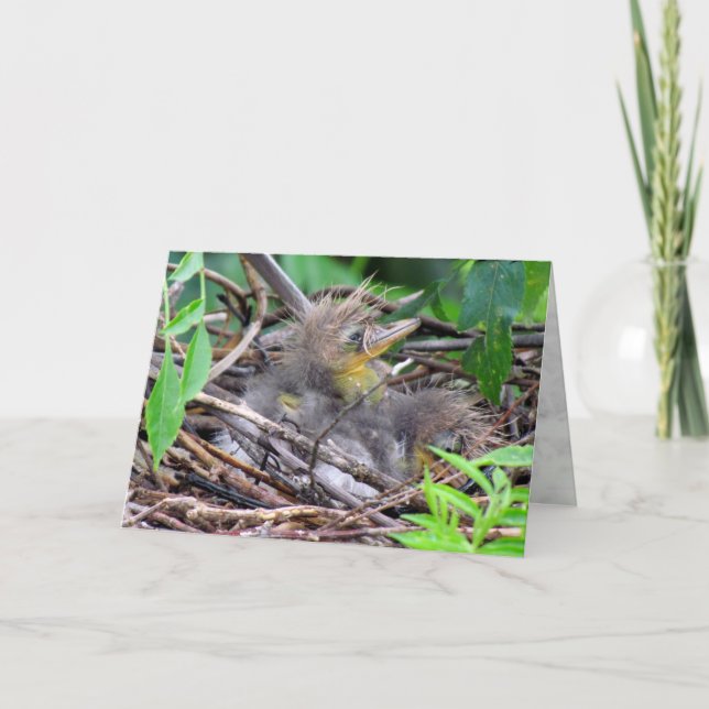 Tri Colour Heron Chick Card (Front)