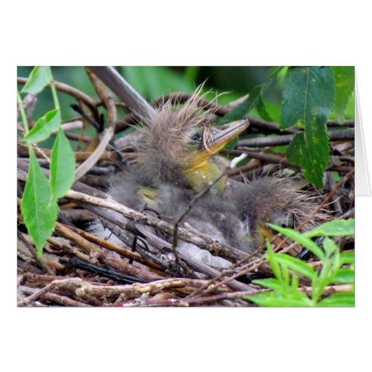 Tri Colour Heron Chick Card