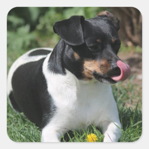 Tri Colour Jack Russell Terrier Puppy Dog Square Sticker
