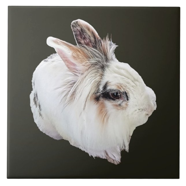 Tri-Colour Lionhead Rabbit Tile (Front)
