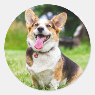Tri Colour Pembroke Welsh Corgi Puppy Dog Classic Round Sticker