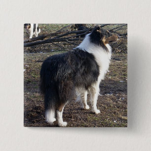 Tri-colour Rough Collie 15 Cm Square Badge
