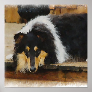 Tri Colour  Rough Collie Gifts Art Poster