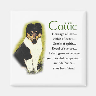Tri Colour Rough Collie Gifts Magnet