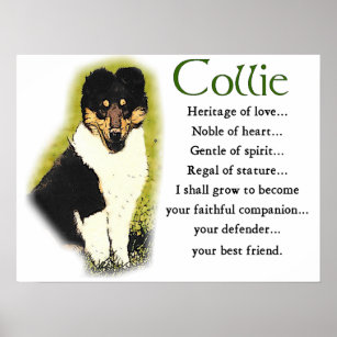 Tri Colour Rough Collie Gifts Poster