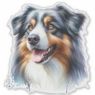 Tri-Coloured Australian Shepherd Dog