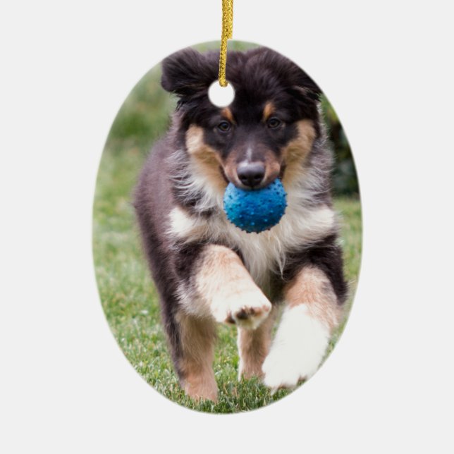 Tri Coloured Australian Shepherd Pup Ceramic Tree Decoration (Front)
