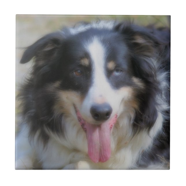 Tri Coloured Border Collie Animal Tile (Front)