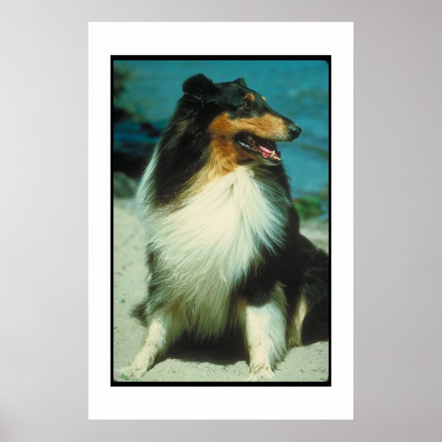 Tri-Coloured Collie Poster (Front)