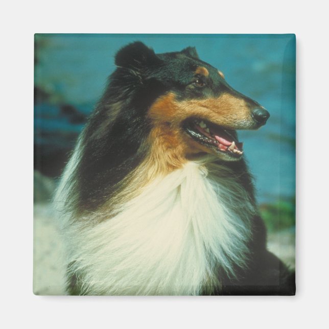Tri-Coloured Collie Rough Coat Magnet (Front)