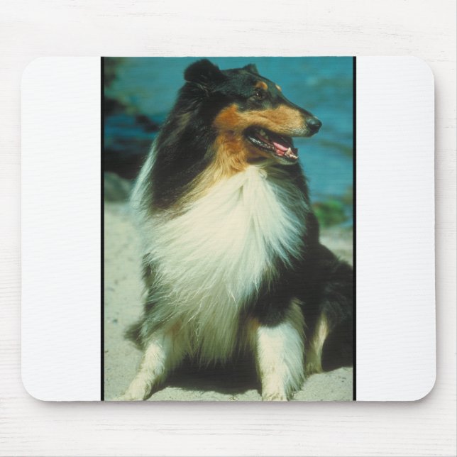 Tri-Coloured Collie Rough Coat Mouse Mat (Front)