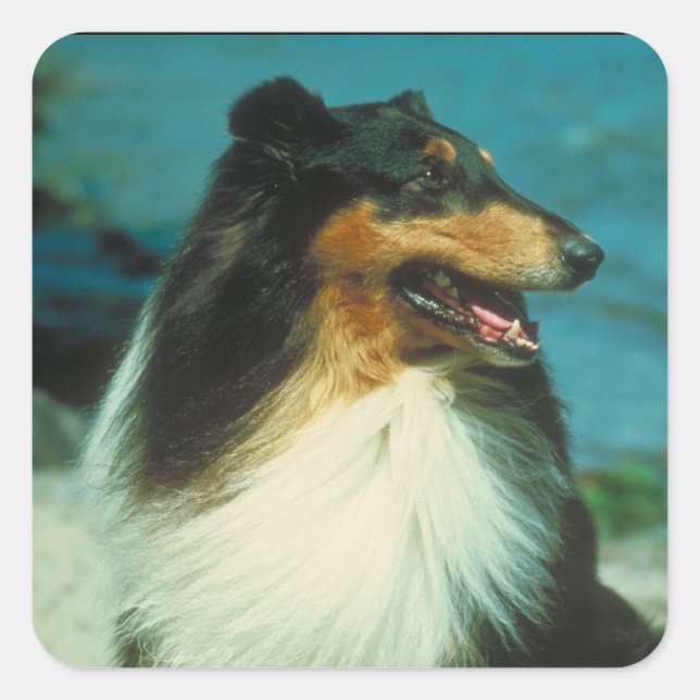 Tri-Coloured Collie Rough Coat Square Sticker (Front)