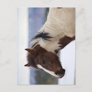 Tri-Coloured Horse Postcard
