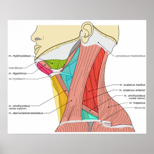 Triangles of the Neck Muscles Anatomical Diagram Poster | Zazzle.co.uk