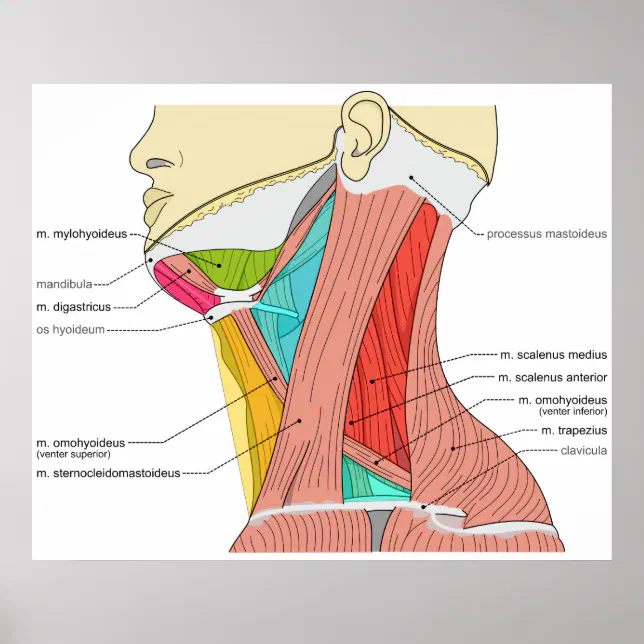 Triangles of the Neck Muscles Anatomical Diagram Poster | Zazzle