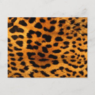 tribal fashionista safari animal leopard print postcard