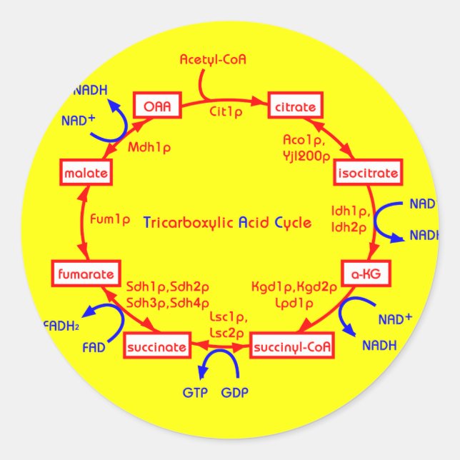 tricarboxylic acid cycle classic round sticker (Front)