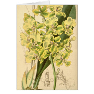 Trichocentrum bicallosum (as Oncidium bicallosum)