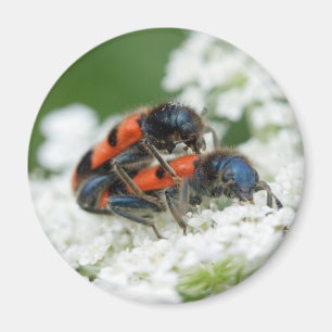 Trichodes apiarius magnet