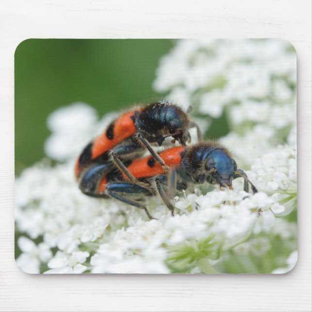 Trichodes apiarius mouse mat (Front)
