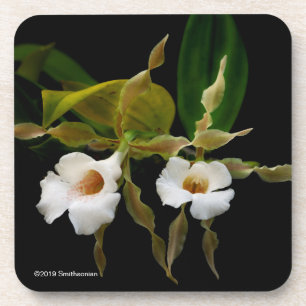 Trichopilia Tortilis Coaster
