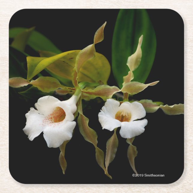 Trichopilia Tortilis Square Paper Coaster (Front)