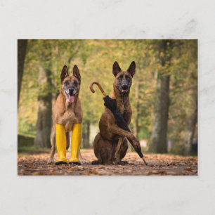 Trick dogs I Postcard