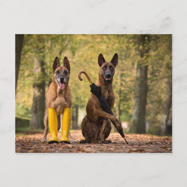Trick dogs I Postcard (Front)