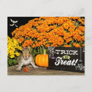 Trick or Treat Halloween Squirrel  Holiday Postcard