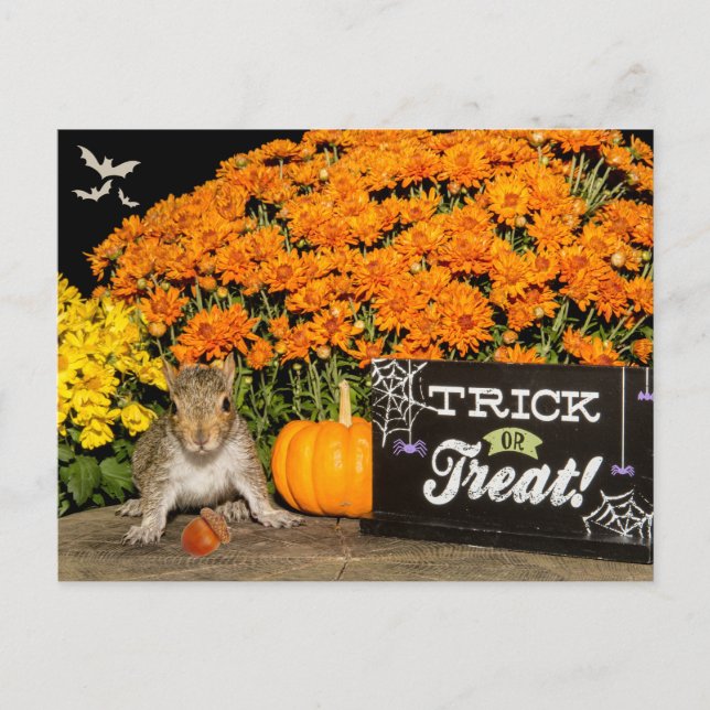 Trick or Treat Halloween Squirrel  Holiday Postcard (Front)