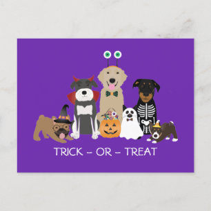 Trick Or Treat Pets Halloween Costumes Postcard