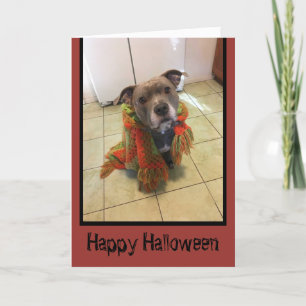 Trick or Treat Pitbull Halloween Card