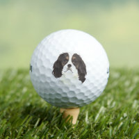 Tricolor Cavalier King Charles Spaniel
