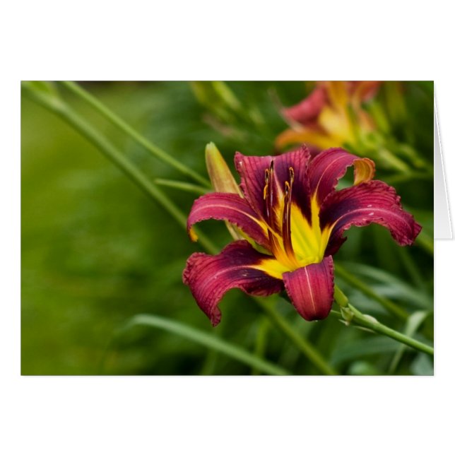 Tricolor Lily (Front Horizontal)