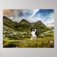 Tricolor Scotch Collie with Lamb herding Sheep -