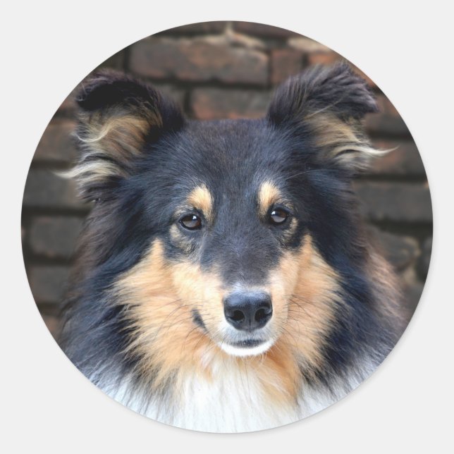 Tricolor Sheltie face Classic Round Sticker (Front)
