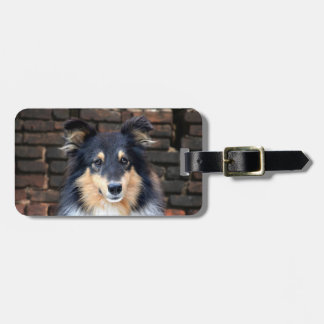 Tricolor Sheltie face Luggage Tag