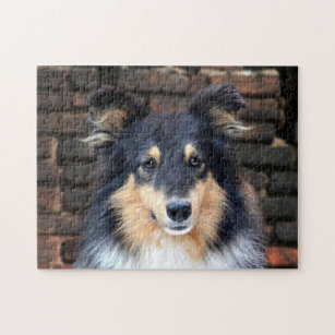 Sheltie puzzle 2024