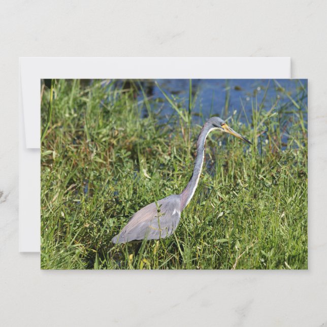 Tricolored Heron Card (Front)