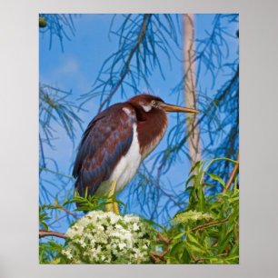 Tricolored Heron in a Tree Poster