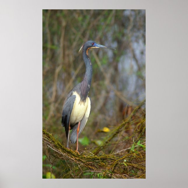 Tricolored Heron in Everglades Poster (Front)