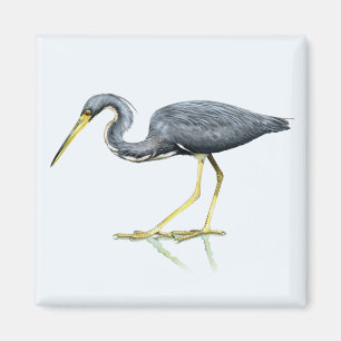 Tricolored Heron Magnet